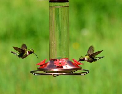Pinterest/Guía de Jardinería