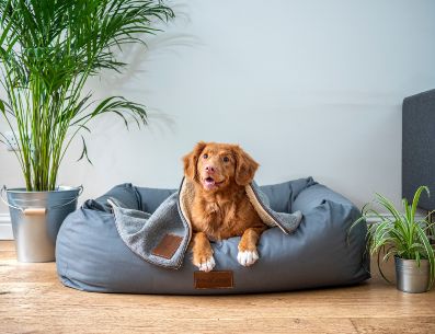 Los perros y gatos disfrutan de dormir en lugares cómodos y calientes. UNSPLASH/Jamie Street