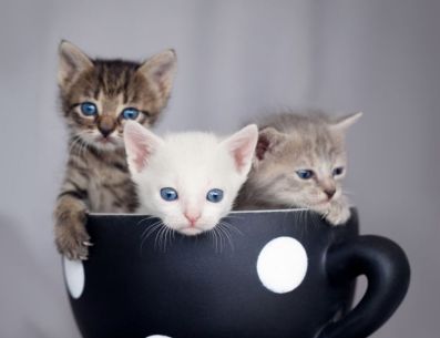 Consiente a tu gato con estos rascadores para los mininos del hogar. Pinterest/BuzzFeed