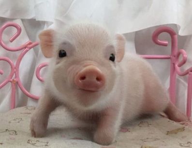 Sin duda alguna que estas mascotas que puedes tener en casa puede ser la alegría de más de uno. Pinterest/reddit.com
