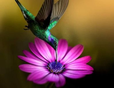 Aquí te decimos si corren peligro las aves al tu alimentarlas. Pinterest/Fontella Sea
