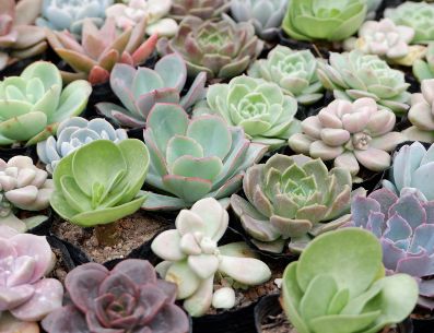 Reproduce tus plantas favoritas a partir de esquejes. UNSPLASH/Lingchor