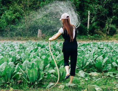 Regar las plantas es una actividad necesaria para garantizar su crecimiento. UNSPLASH/Tony Pham