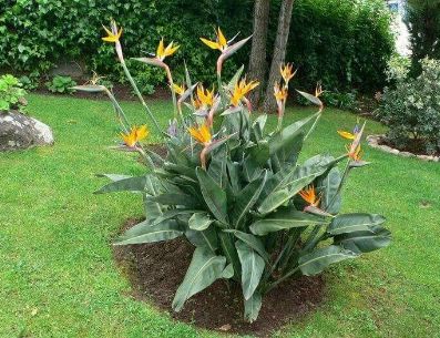 Cuida tu planta en esta época del año sin que le afecte. Pinterest/Lourdes Rivera