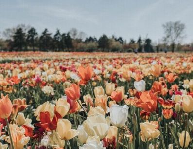 Descubre esta nueva tendencia para la primavera que se aproxima y decora tu hogar. Pinterest/Selective Potential