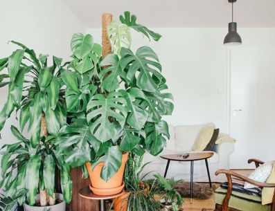 Cuida, protege y decora tu hogar con estas bonitas plantas. Pinterest/Handfie