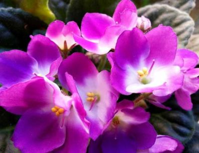 PINTEREST/ Cosas del Jardin