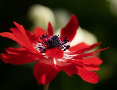 Esta colorida y elegante flor tiene un significado muy profundo si se desea transmitir fidelidad. PIXABAY/ mariya_m