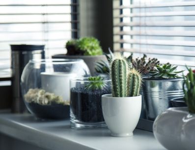 Las plantas de sombra también pueden ser una excelente opción para decorar el interior de nuestro hogar. PIXABAY/ milivigerova