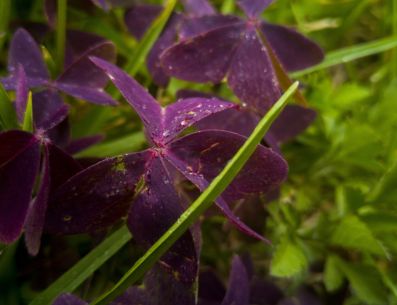El trébol morado o "mariposa" es asociado con la buena suerte. PIXABAY/ fernandozhiminaicela