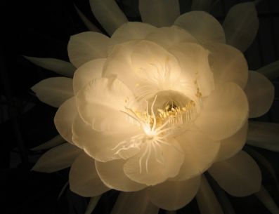 Si deseas tener un jardín bonito, en esta ocasión te compartimos flores de noche que puedes agregar a él. PIXABAY/ mofumofu-monogatari