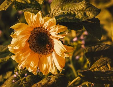 Los girasoles están relacionados con las buenas energías y al sol. PIXABAY/ Couleur