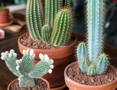 Plantas de cactus y suculentas para interiores. PINTEREST/ Succulent Avenue