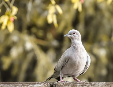 Las palomas tienden a hacer su nidos en balcones, terrazas altas y techos. PIXABAY/ Alexas_Fotos