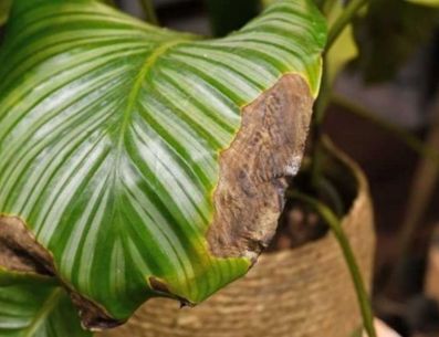 Las puntas de las hojas de algunas plantas pueden secarse por varios factores. PINTEREST/ Cocina Delirante
