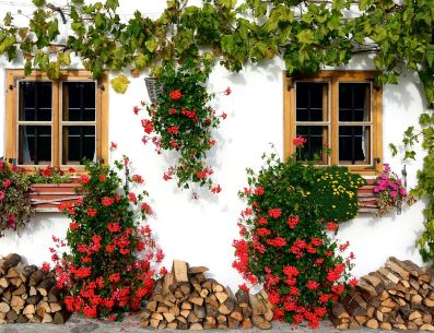 Plantas trepadoras con flor en paredes. PIXABAY/Antranias