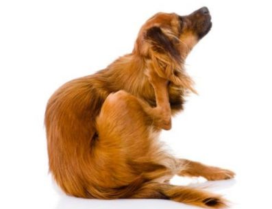 Las pulgas pueden causarle muchas molestias a tus mascotas. PINTEREST/ Vida Lúcida