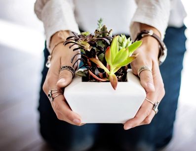 Estas plantas, además de atraer la suerte, te ayudarán a repeler las malas energías, según señala el Feng Shui. PIXABAY/ DomPixabay