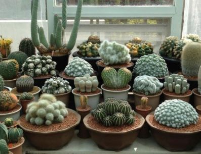 La filosofía del Feng Shui aconseja evitar a toda costa tener estas plantas dentro de nuestro hogar para no atraer las malas energías. PINTEREST/