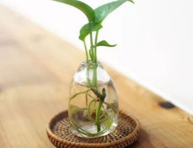 Para que tus plantas crezcan sólo en agua debes de cortar una rama que tenga por lo menos dos hojas, y que sea de unos 7 centímetros y colocarlo en el recipiente con agua. PINTEREST/ Ideas Verdes