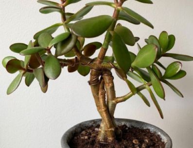 Algunas plantas medicinales son muy fáciles de cultivar y cuidar en casa. PINTEREST/ Panorama Web
