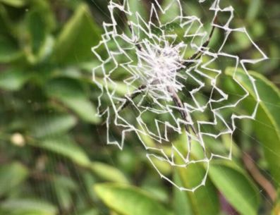 La arañas blancas, también conocidas como 'ácaros blancos', pueden llegar a marchitar varias plantas. PINTEREST/