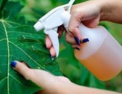 Prepara tu propio repelente contra las arañas blancas siguiendo estos sencillos pasos. PINTEREST/ Succulent Avenue