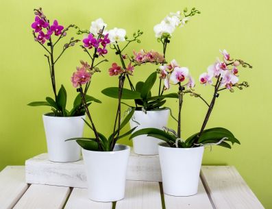 Con una buena ubicación y unos cuidados básicos, las orquídeas puedes florecer año tras año sin ningún problema. PIXABAY/ RainerBerns