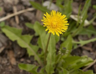 El diente de león es una planta que se caracteriza por ser una herbácea que de desarrolla con facilidad en climas templados. PINTEREST/ Vida Verde