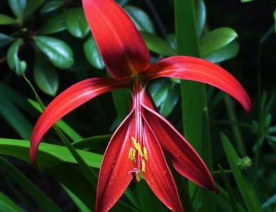 Conocer el significado de la flor de Lirio, puede ser muy interesante, además de que puedes aprovechar sus beneficios para traer energía positiva a tu vida. PINTEREST/ Significado de las flores