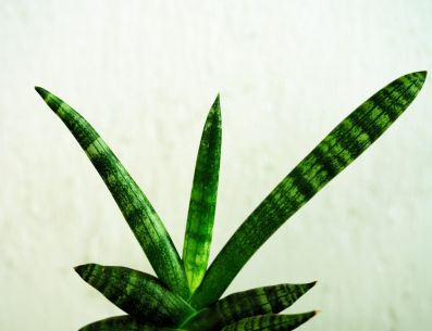 Planta Sansevieria o Lengua de Suegra. PIXABAY/ ignartonosbg