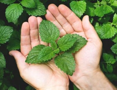 El particular olor de la menta te ayudará a aromatizar tu hogar. PINTEREST/ Receitas Bnd