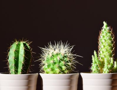 Elige bien la planta para ti dependiendo tomando en cuenta estos factores. PINTEREST/ Ulleo