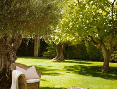 Existen muchos y diferentes tipos de árboles que se encuentran aptos para colocar en un jardín, y los hay en todas las formas y medidas, de hoja perenne y de hoja caduca. PINTEREST/ El Mueble