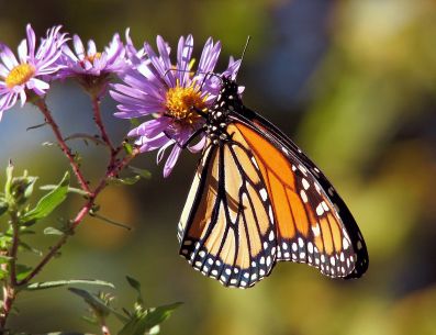 Cada mariposa es única, y las hay de varios y diferentes colores, formas y tamaños. PIXABAY/ PublicDomainPictures