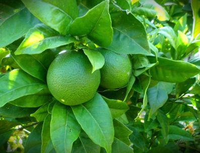 El limón nos regala una gran cantidad de vitamina C, potasio y cantidades menores de otras vitaminas y minerales que son muy beneficiosos para la salud humana. PIXABAY/ AliceKeyStudio