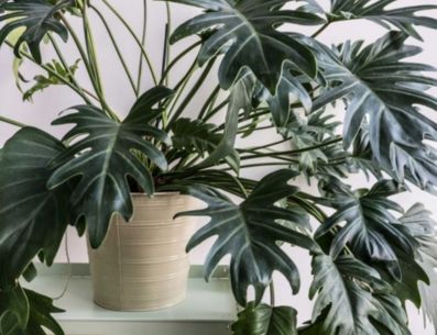 Logra que tus plantas luzcan verdes, sanas y brillantes con estos tips. PINTEREST/ facilisimo.com
