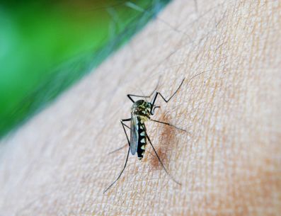 De acuerdo con lo compartido por la Organización Mundial de la Salud -OMS-, actualmente la mitad de la población mundial corre el riesgo de contraer de dengue, pues cada año se reportan entre 100 y 400 millones de casos. PIXABAY/ nuzree