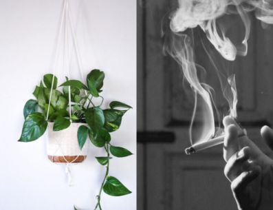 De esta manera las plantas ayudan a eliminar los malos olores de tu hogar, especialmente el de tabaco. PINTEREST/ Depto51
