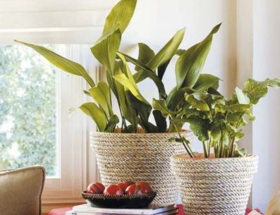 El vinagre blanco es un excelente remedio casero para cuidar de tus plantas. PINTEREST/ Mungfali.com
