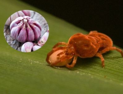 Las pequeñas arañas rojas son completamente inofensivas y no suponen ningún riesgo para la salud humana, pero debemos de tener cuidado de no aplastarlos, porque sueltan un pigmento rojo que mancha los tejidos, las superficies y es muy difícil de quitar. PINTEREST/ La Huertina De Toni/ Kelly Andrade