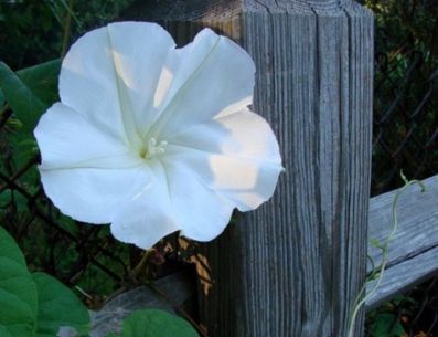 El nombre de Flor de Luna de esta planta se debe a que sólo durante la noche, a la luz de la luna, esta planta abre sus pétalos blancos y permanecen abiertas hasta que sale el sol al día siguiente y una vez que ven los rayos salir estas se enroscan y regresan a su forma cerrada. PINTEREST/ Guía de Jardinería