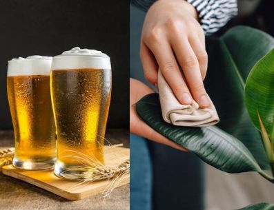 La cerveza actúa como un excelente aditivo para la composta. Tiene muchos nutrientes que aumentan la fertilidad de la composta y devuelven esos nutrientes al suelo. PINTEREST/ meteored.mx/ Freepik