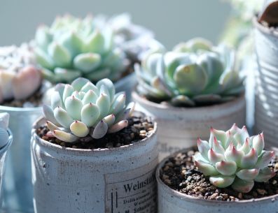 Las plantas suculentas son un buen incio para armar un jardín en casa. 8kka Ame/Unsplash