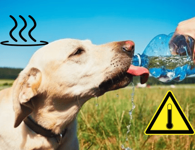 Uno de los síntomas más comunes de nuestras mascotas cuando comienzan a sufrir un golpe de calor es que comienzan a jadear más de lo normal, lo cual puede ser muy peligroso, pues, incluso podrían sufrir un desmayo. PINTEREST/ Ideas Creativas