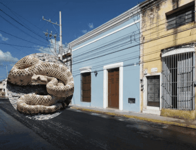 El 20 de junio las autoridades recibieron un reporte ciudadano sobre la de presencia de una víbora alicante al interior de una casa en San Luis Potosí.  PINTEREST/ ArchDaily en Español/ Naturaleza Curiosa