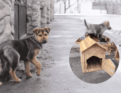 Este proyecto, el cual se desarrolla en el municipio de Tehuacán, comenzó en 2020 con la construcción de casas de madera y techos de lámina para que los perros tuvieran una casa y una segunda oportunidad de vida sin maltrato ni violencia. INTEREST/ muhimu