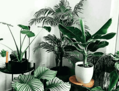 Conoce cuáles son las plantas de interior que te ayudarán a refrescar tu hogar. PINTEREST/