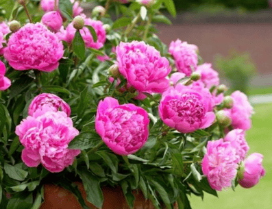 Flores peonias. PINTEREST/ Guía de Jardinería