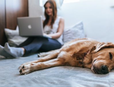 La convivencia entre humanos y canes en casa es de lo más común en la actualidad.